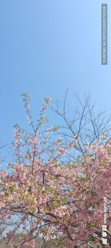 华东樱花春日绽放的粉嫩花枝