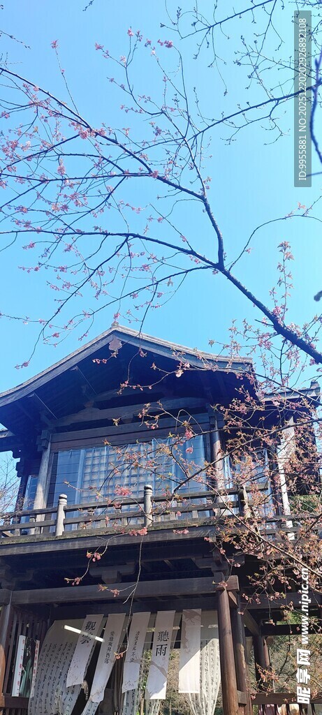 华东樱花古雅楼阁映蓝天