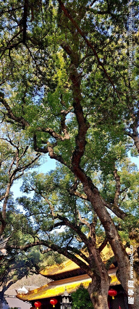 华东樱花绿荫下的休闲区域