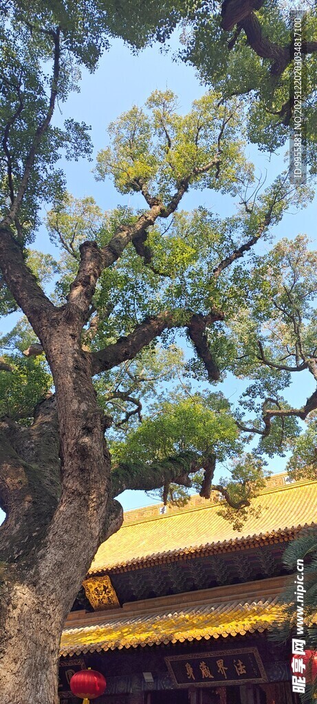 华东樱花古树下的传统建筑