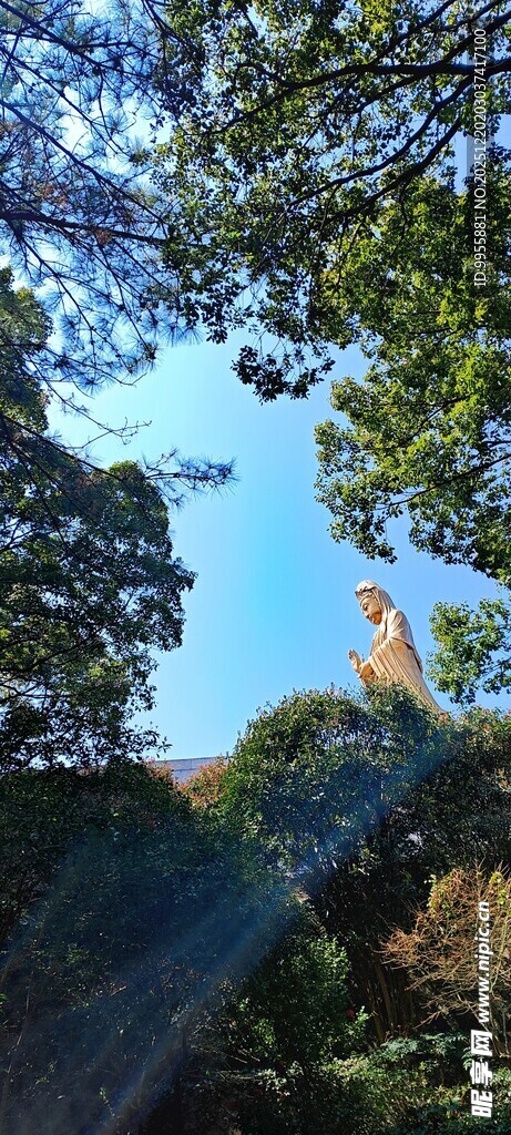 华东樱花林间阳光洒落的静谧景致