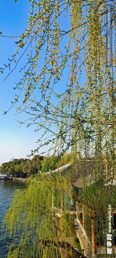 河畔垂柳春日清新景致