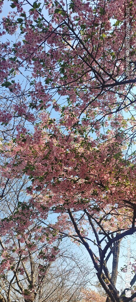华东樱花秋日红枫美景