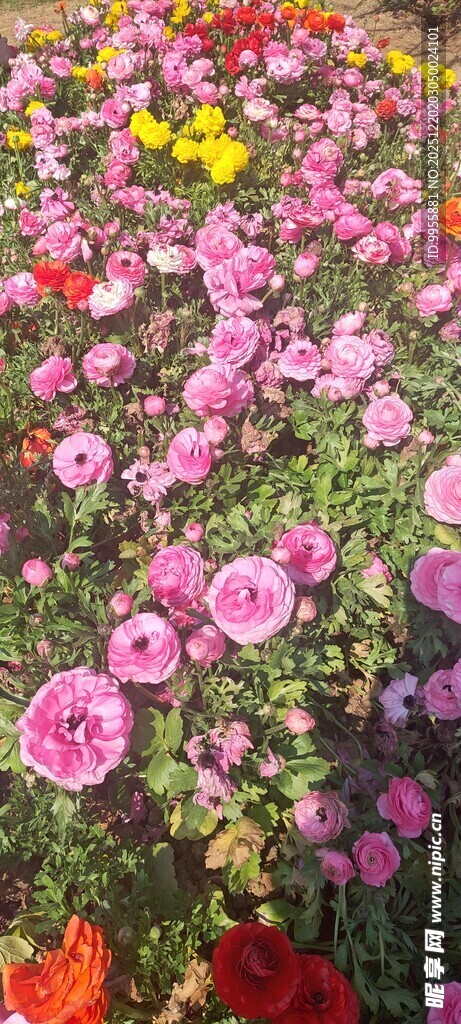 华东樱花缤纷多彩的美丽花卉世界