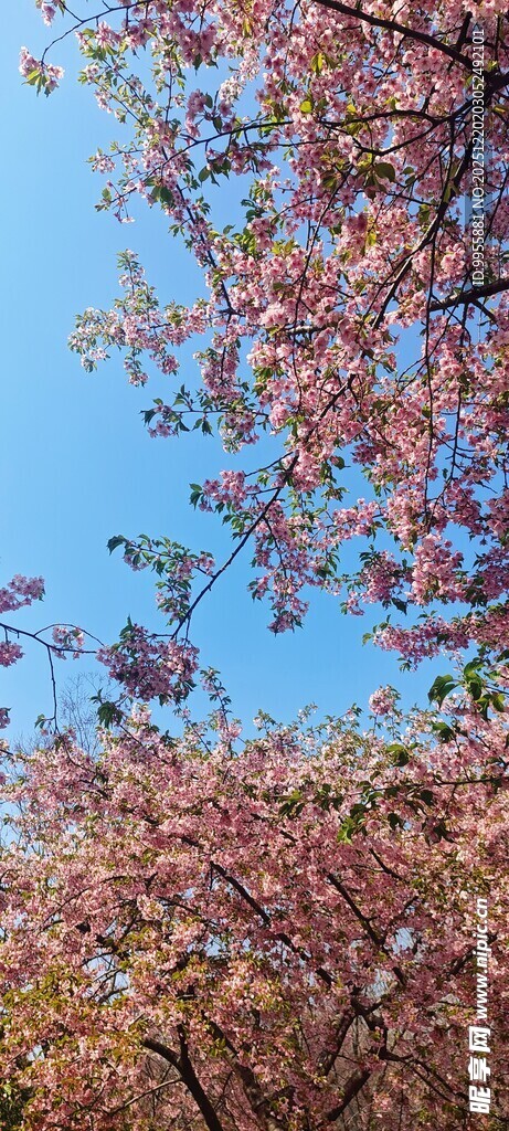 华东樱花蓝天映衬下的绚烂花枝