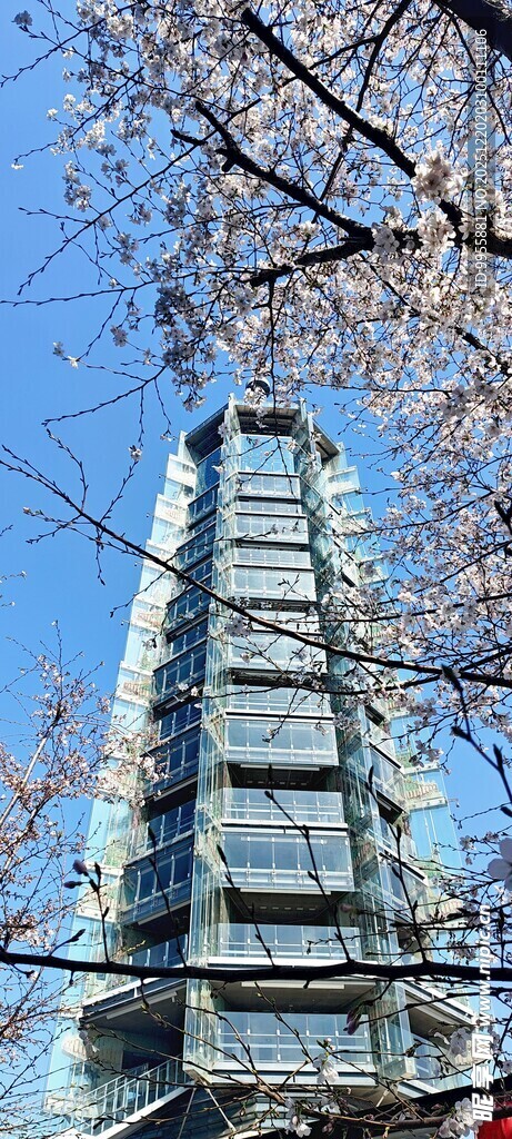 华东樱花城市高楼与枝头景观