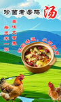 珍菌老母鸡汤   鲜香滋补