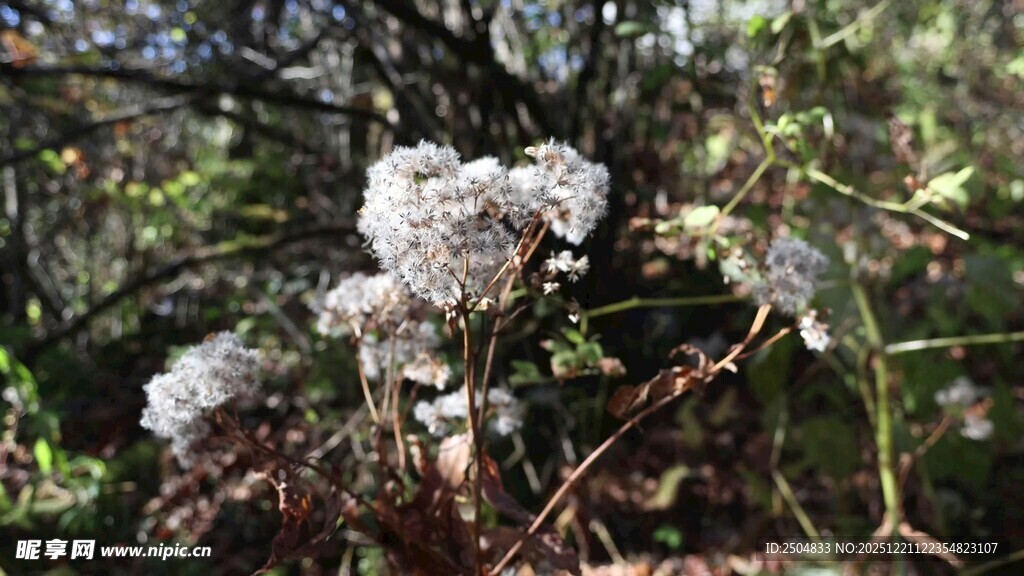 林间绽放的白色球状花朵