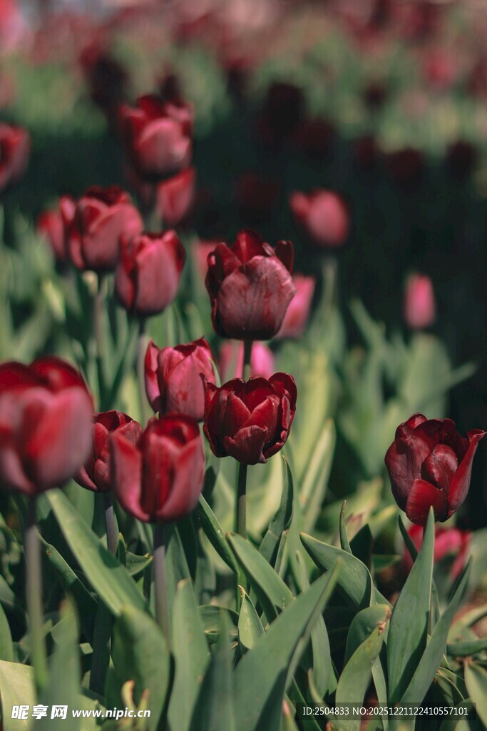 深红郁金香绽放美景