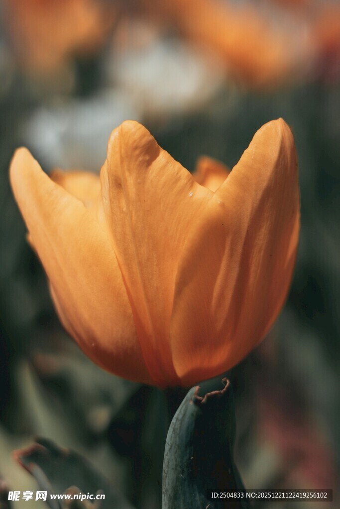橙色郁金香特写