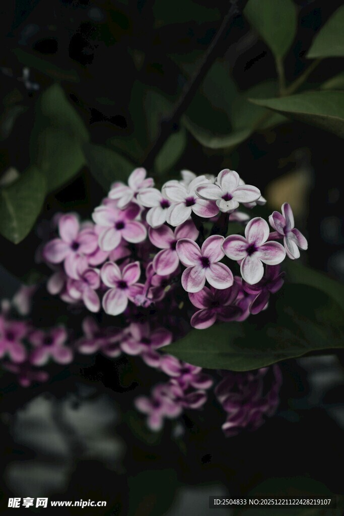 紫白绣球花绽放