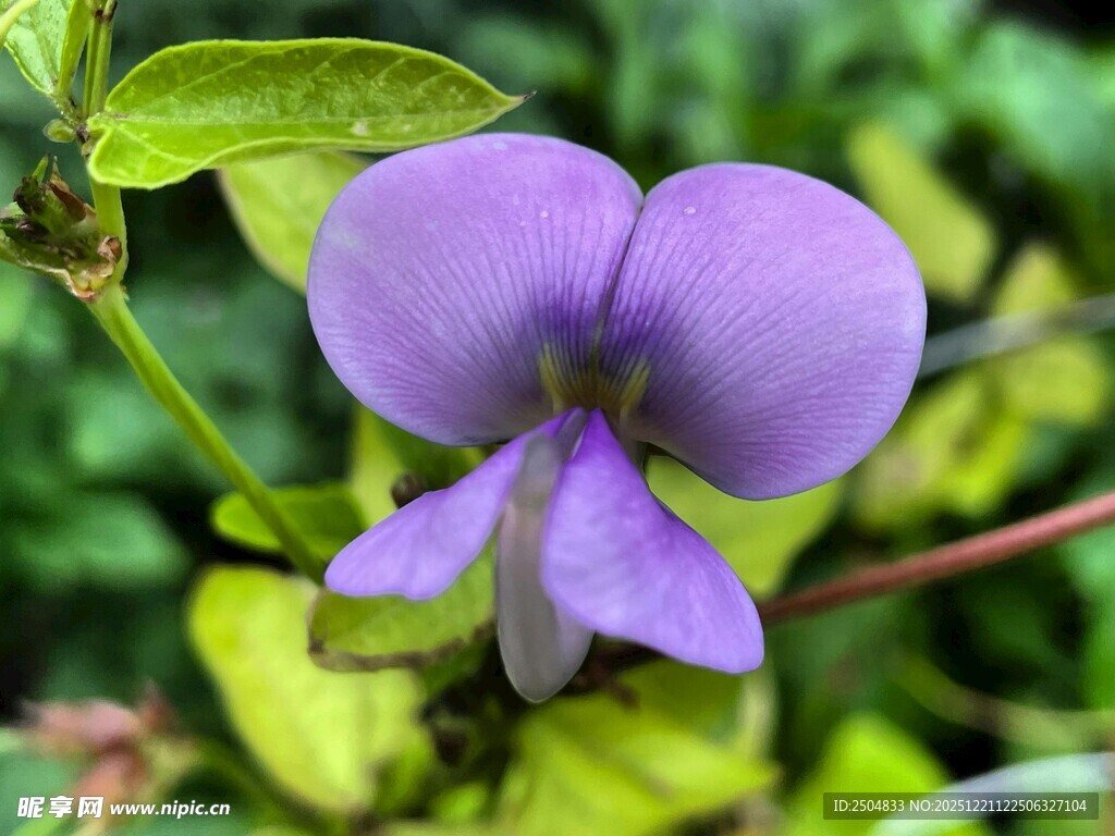 紫色堇菜花特写