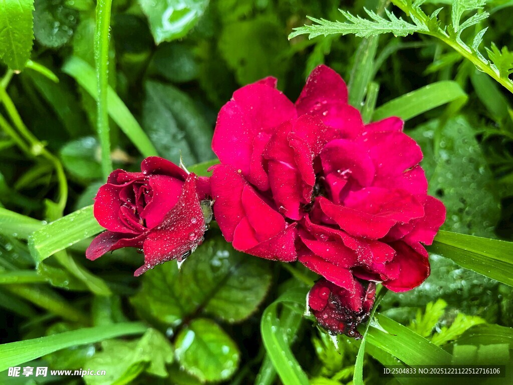 娇艳欲滴的红玫瑰