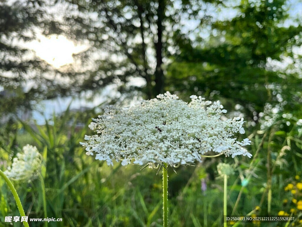 草丛中的白色繁花