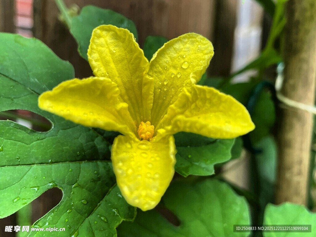 黄色小花绽放绿叶间