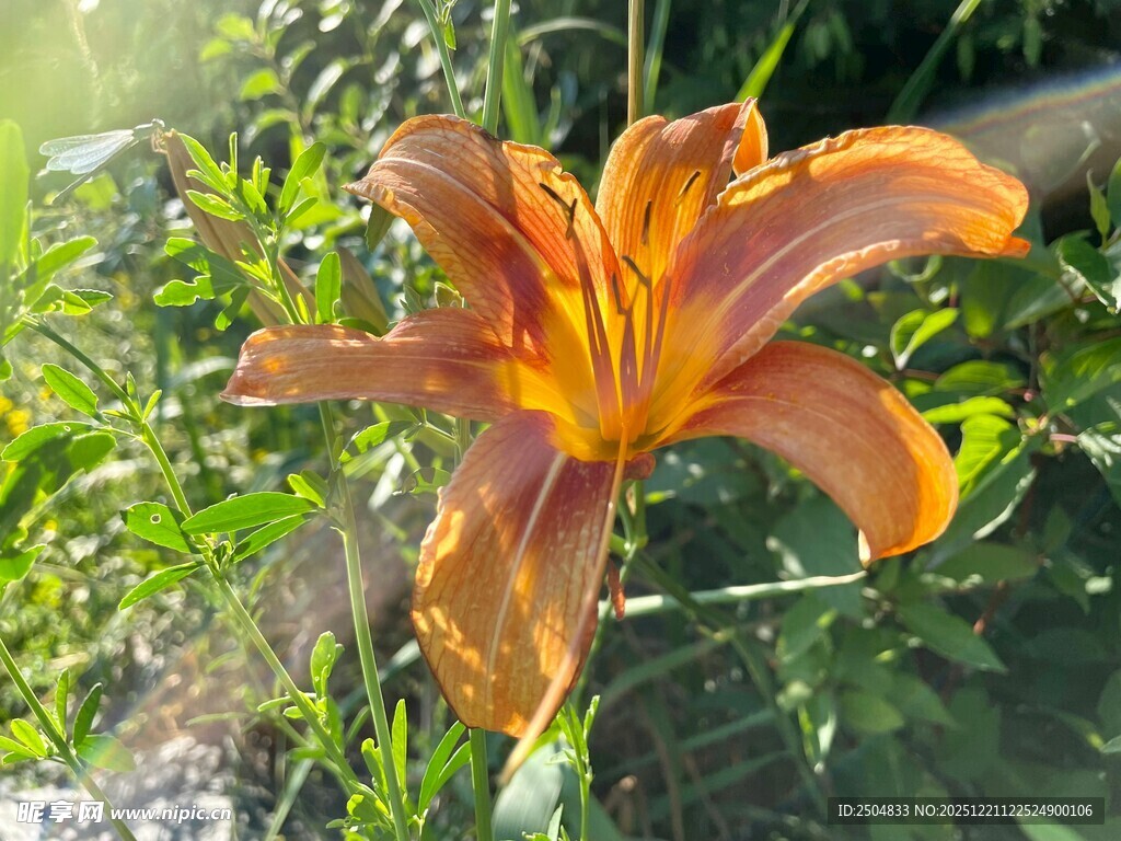 橙色百合花绽放于草丛