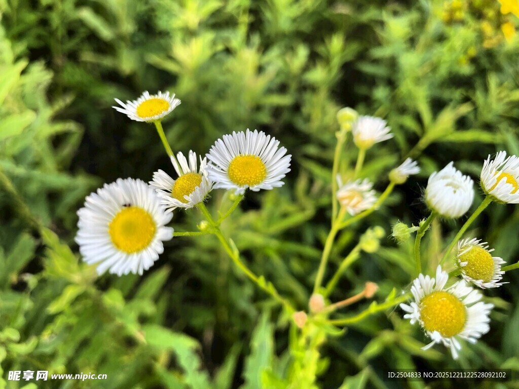 清新野雏菊绽放绿意间
