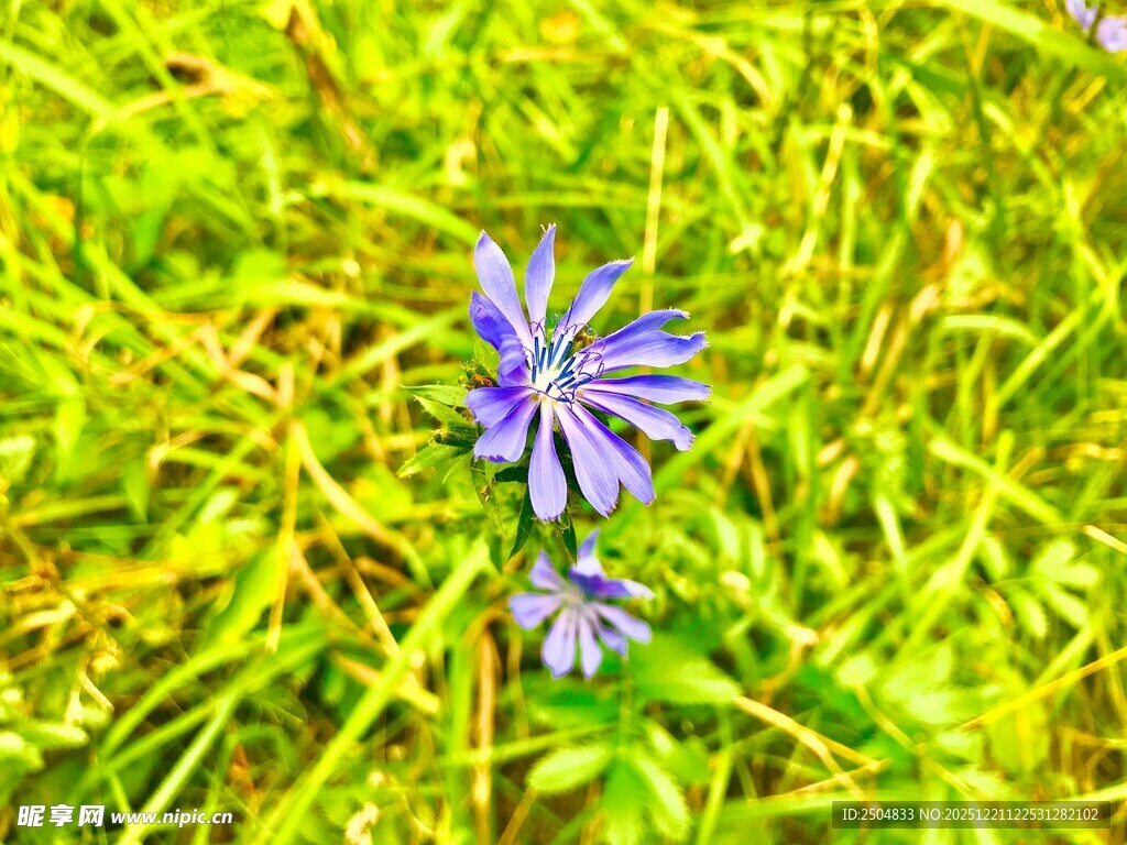 草丛中的紫色小花