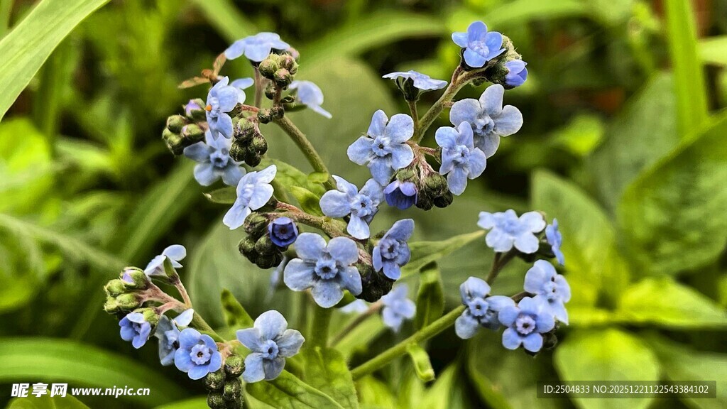 蓝紫色小花绽放于绿叶间