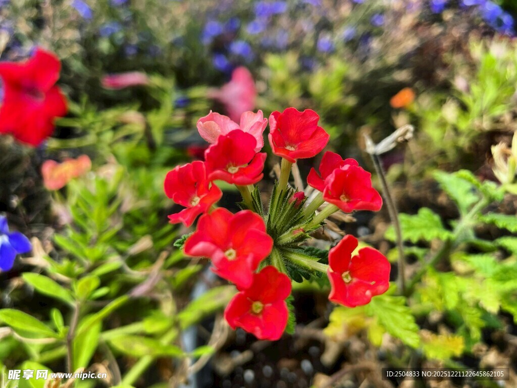 鲜艳红花绽放于绿叶间