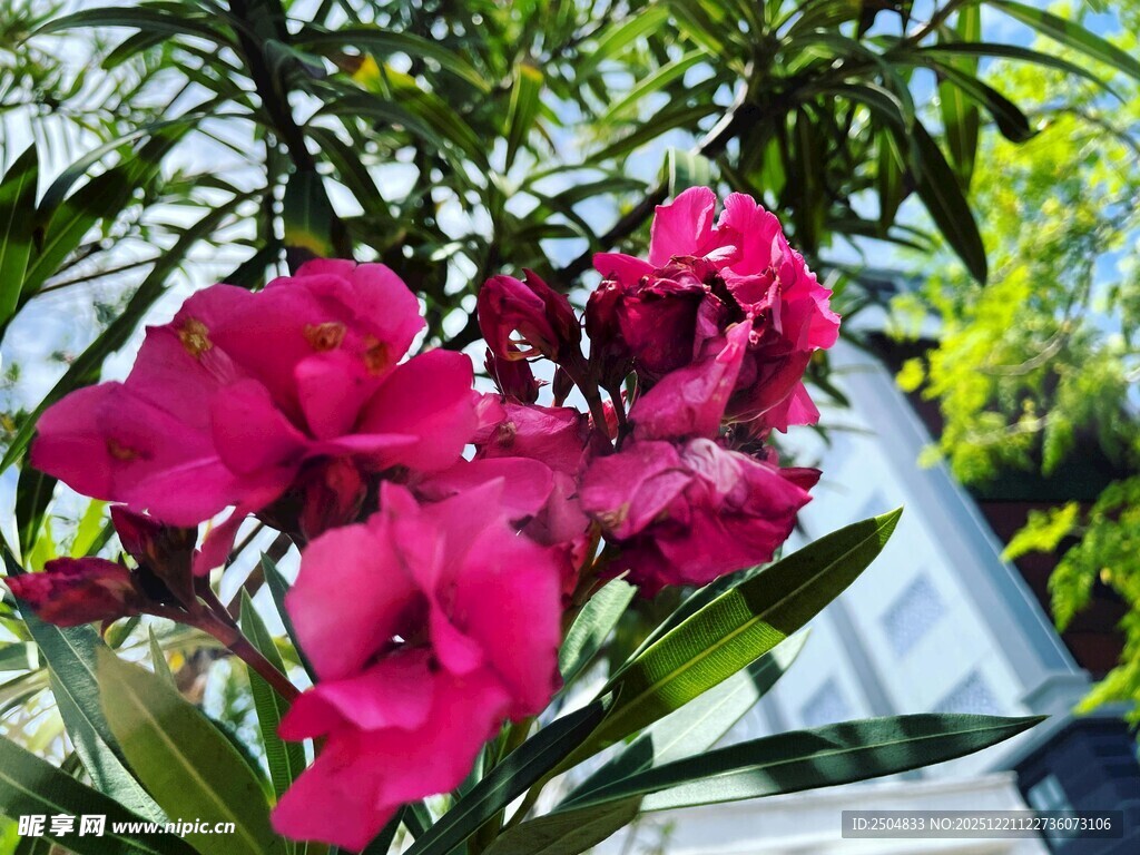 娇艳绽放的玫红色花卉