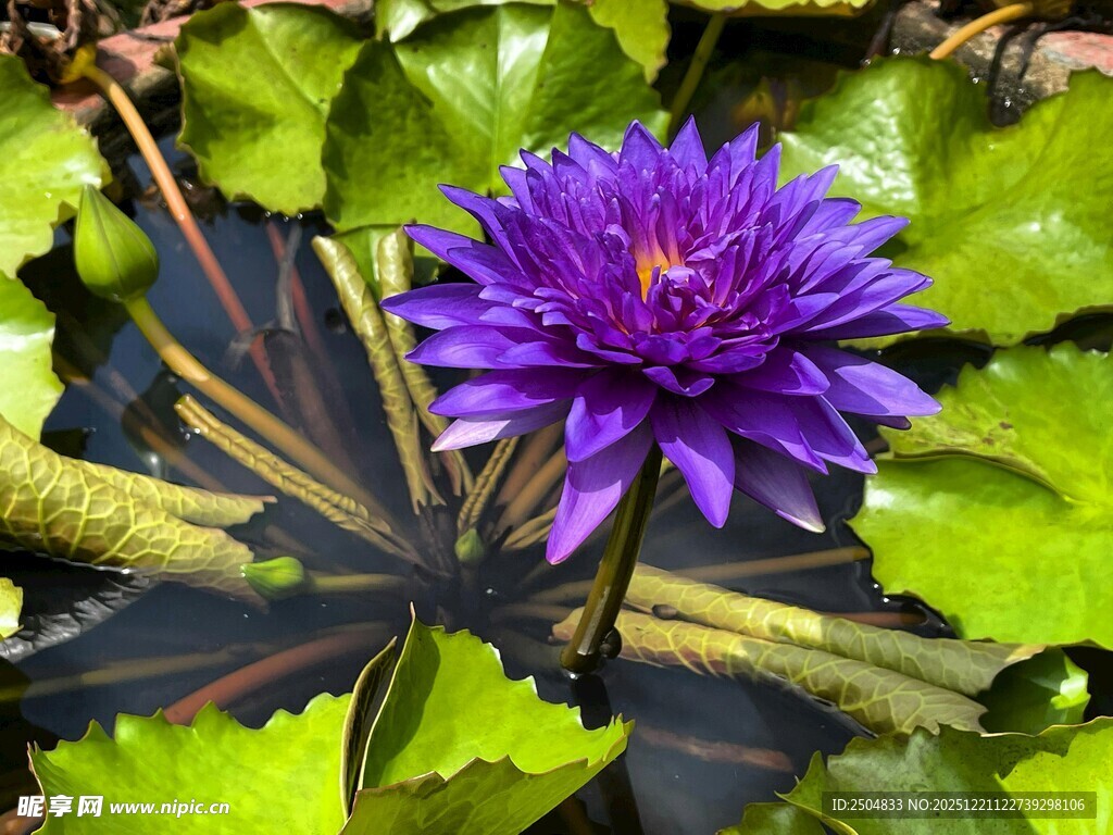 紫色睡莲绽放于绿叶间