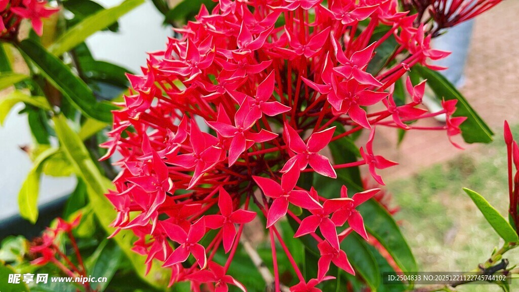 艳丽红色花卉绽放