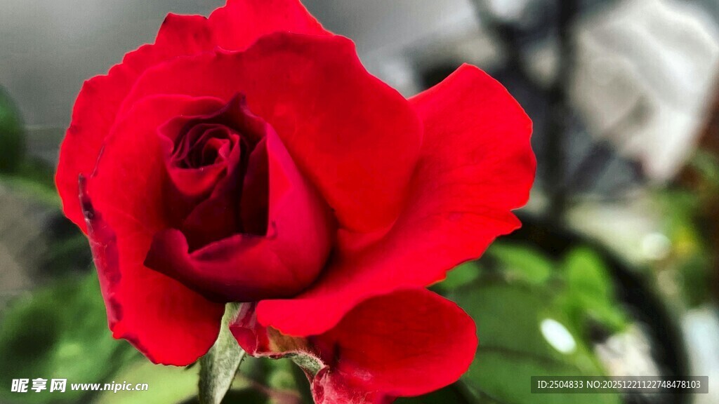 娇艳红玫瑰