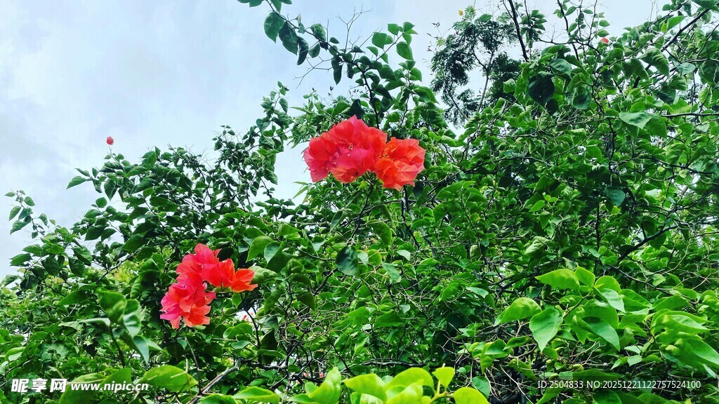 绿叶间绽放的艳丽红花