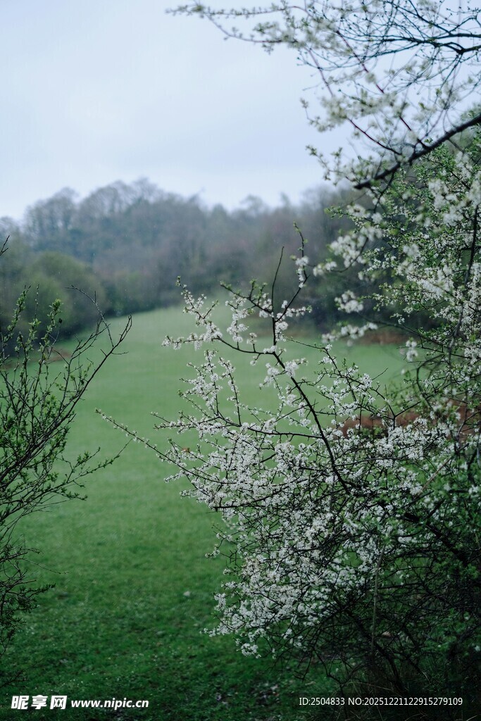 春日绿野繁花乡村景致