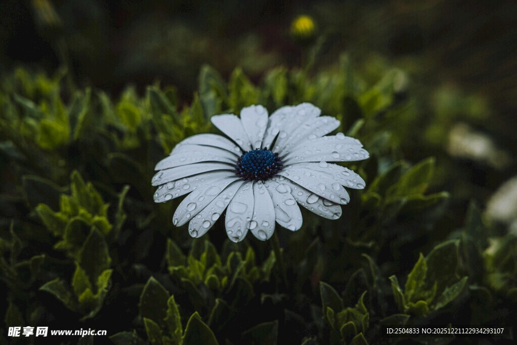 白色雏菊绽放于绿草间