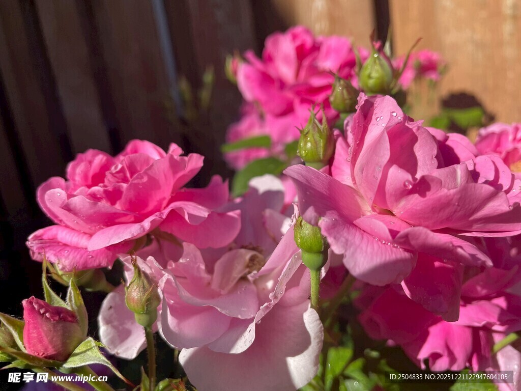 娇艳绽放的粉色月季花