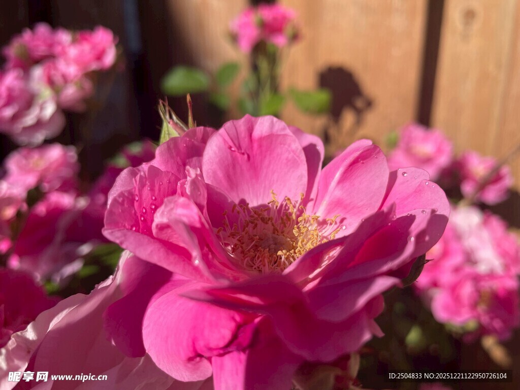 娇艳粉色蔷薇花绽放