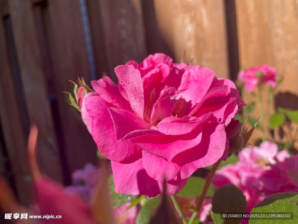 娇艳玫红月季绽放