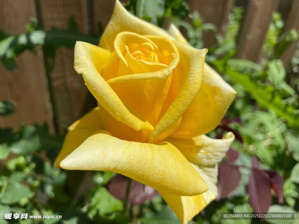 娇艳黄玫瑰绽放