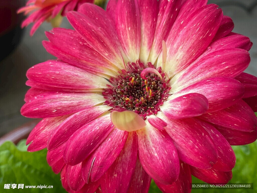 娇艳欲滴的粉色花朵