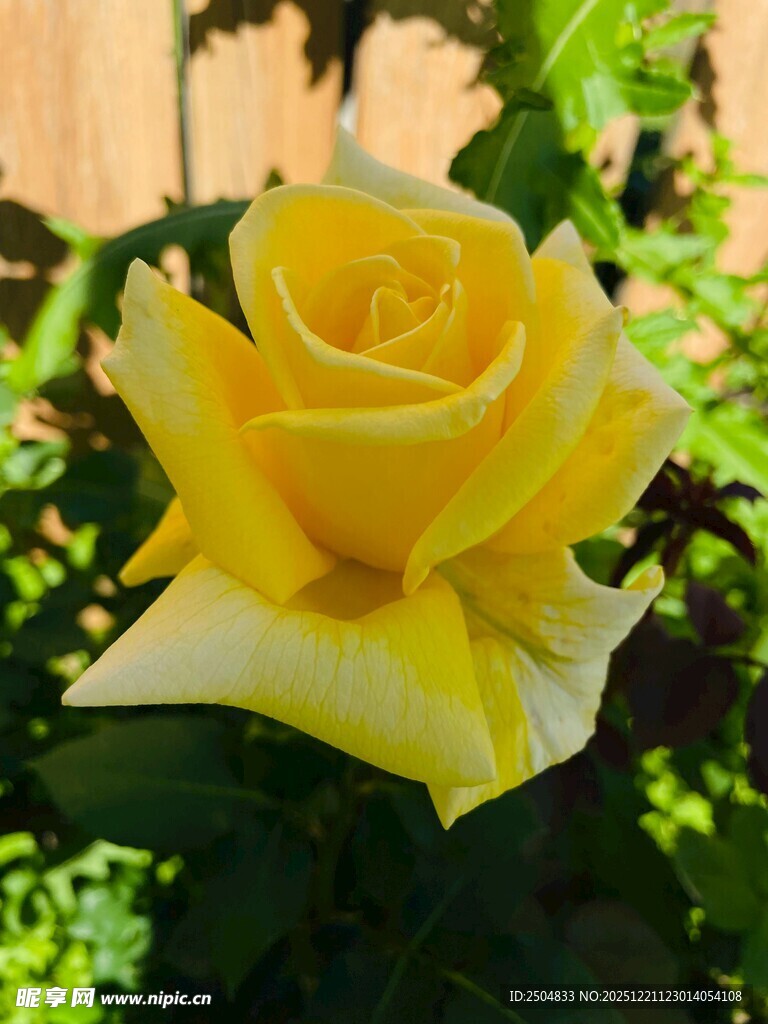 娇艳黄玫瑰绽放