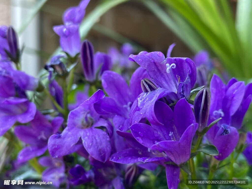 紫色风铃草绽放的美丽