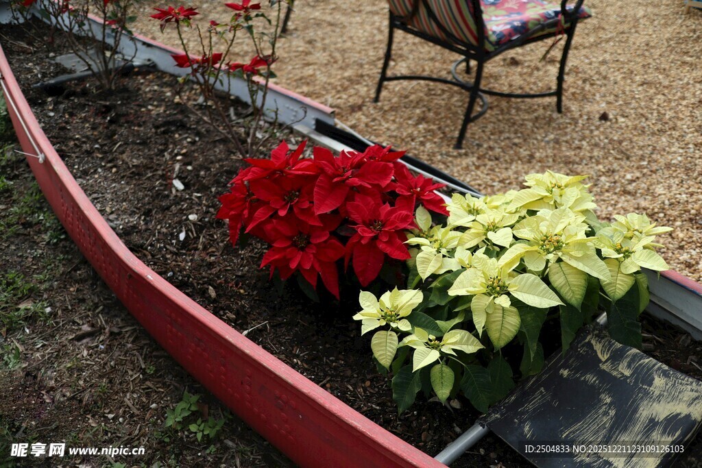 花盆中的艳丽花卉