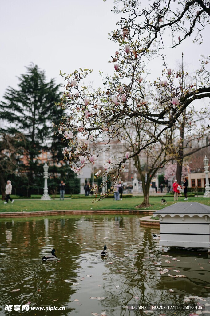 春日湖畔樱花美景