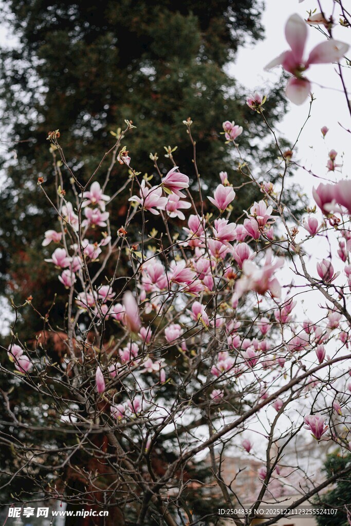 盛开的粉色玉兰花树