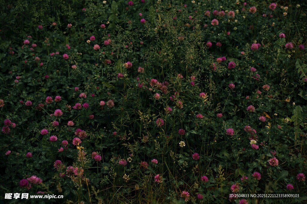 繁花盛开的绿植景观