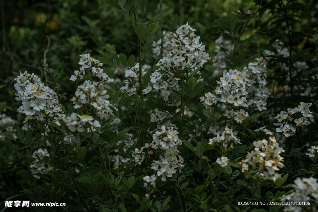 白色繁花绽放于绿意间