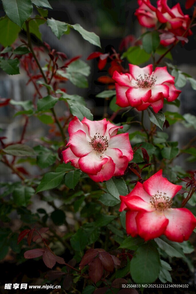 娇艳红白相间月季花