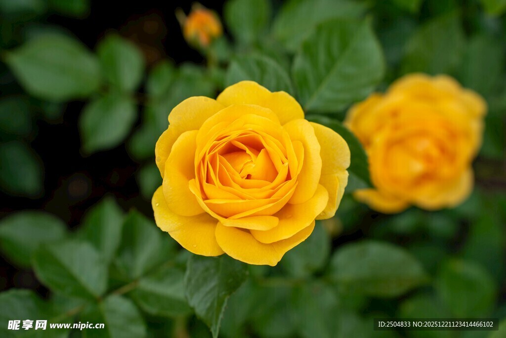 娇艳黄玫瑰绽放绿叶间