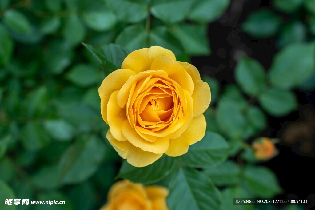 娇艳黄玫瑰绽放绿叶间
