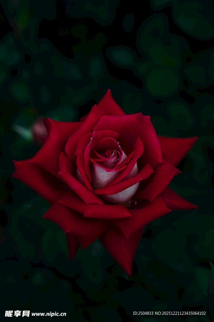 娇艳红玫瑰绽放