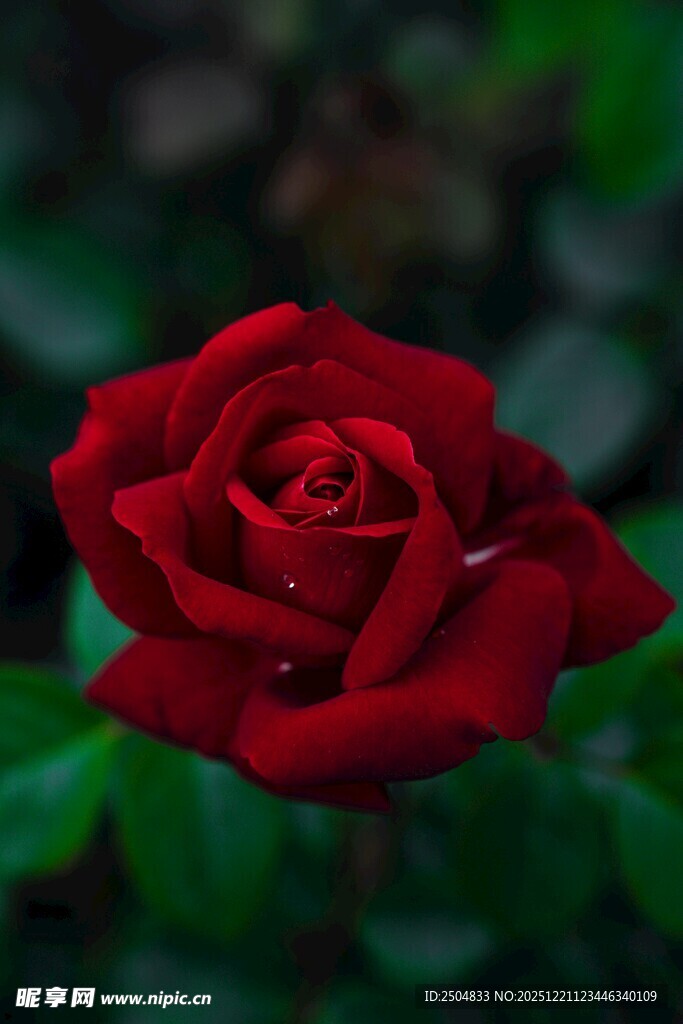 娇艳红玫瑰 露 添韵致