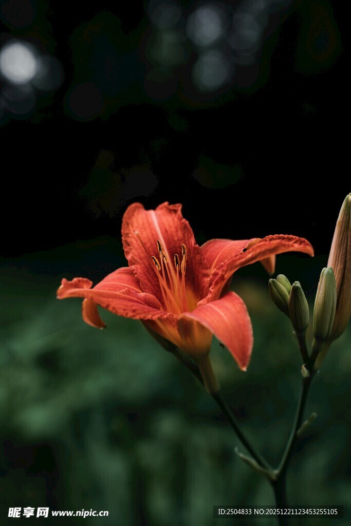 娇艳红色萱草花绽放