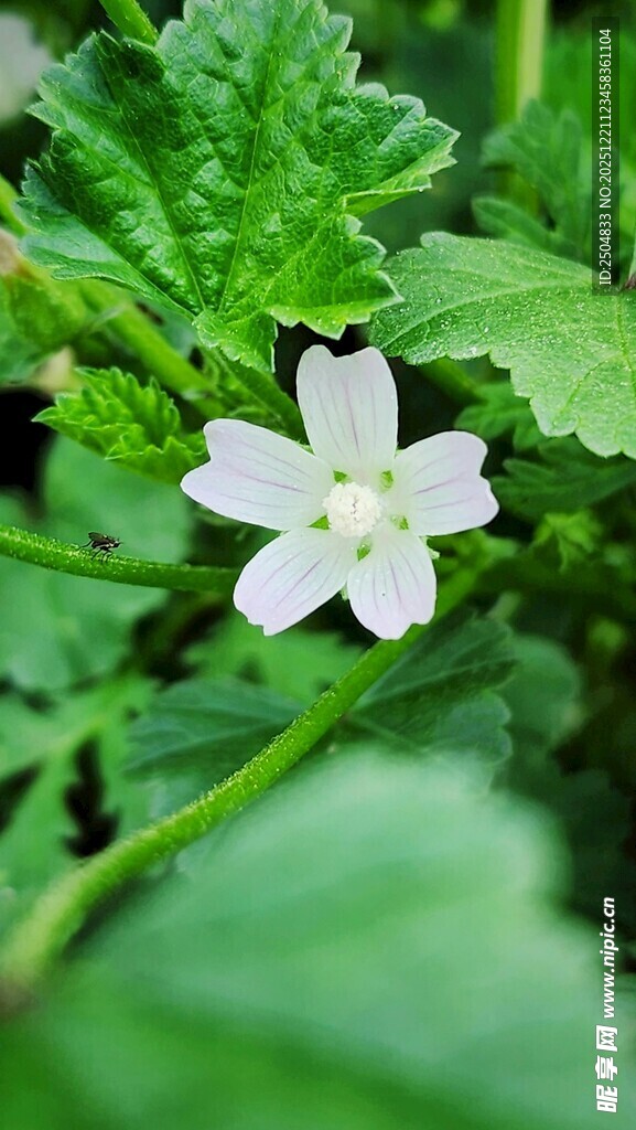 白色小花绽放绿叶间